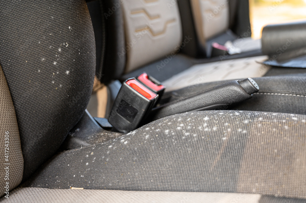 Mold and fungus on the drivers seat of a car seat that has been laid up