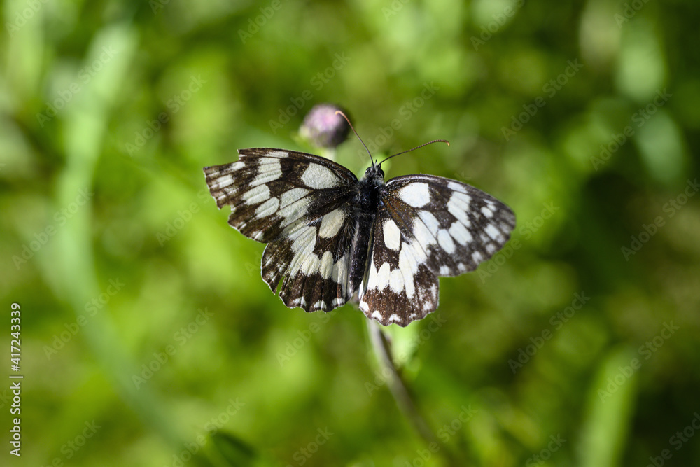 Melanargia galathea - hawk with white wings. Melanargia galathea - hawk with white wings.