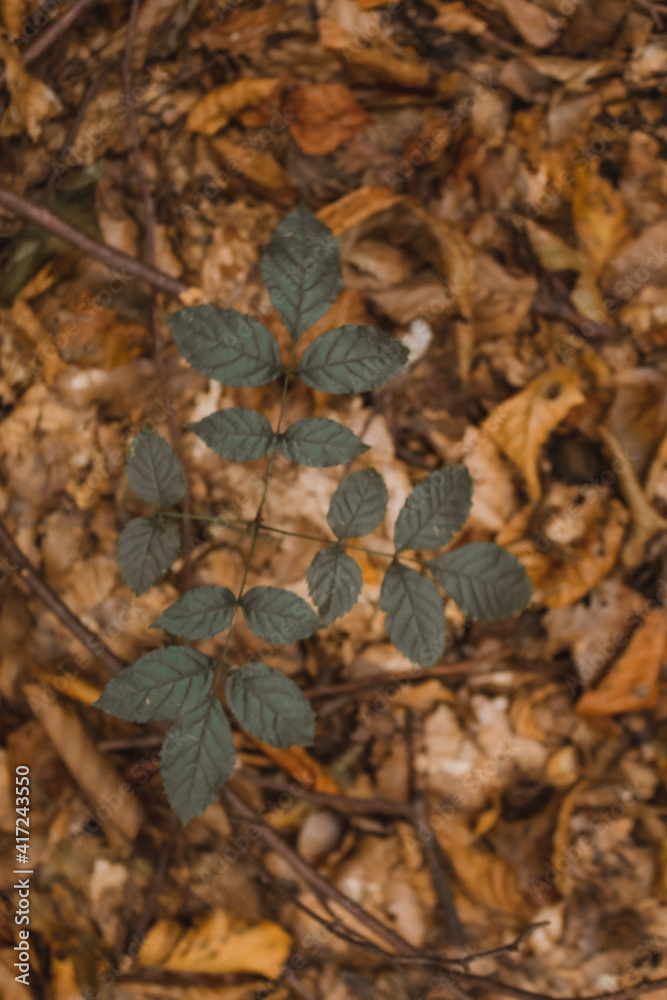 fallen autumn leaves