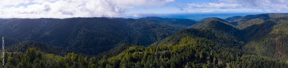 Coastal Redwood trees, Sequoia sempervirens, thrive in a healthy forest in Mendocino, California. Redwood trees grow in a very specific climate range.