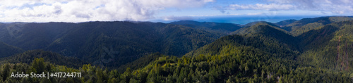 Coastal Redwood trees, Sequoia sempervirens, thrive in a healthy forest in Mendocino, California. Redwood trees grow in a very specific climate range.
