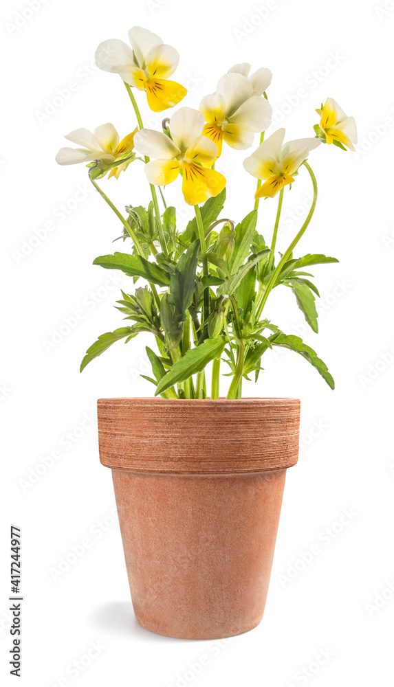 Pansy flowers plant in vase