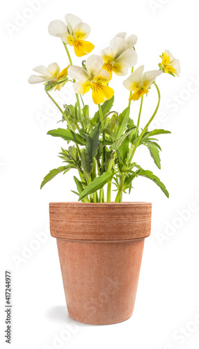 Fototapeta Naklejka Na Ścianę i Meble -  Pansy flowers plant in vase