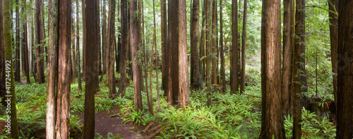Coastal Redwood trees, Sequoia sempervirens, thrive in a healthy forest in Mendocino, California. Redwood trees grow in a very specific climate range.