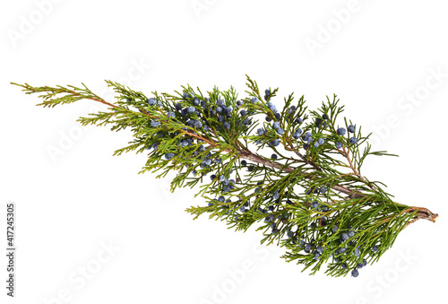 Juniperus Sabina Branch with Berries (Cones). Known as Savin Juniper. Isolated on White.