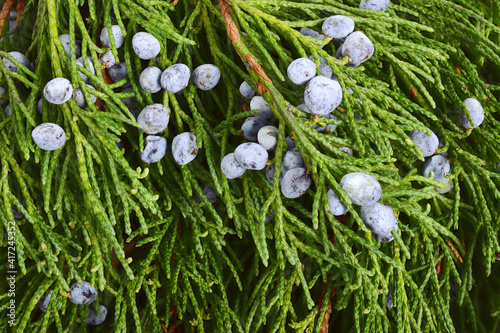 Fotografie Ripe Juniper Berries Background (Juniperus Sabina)