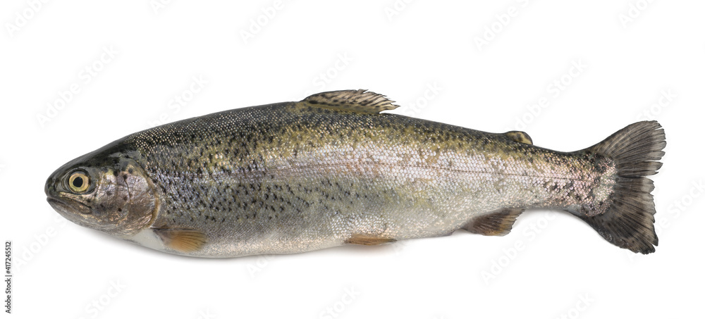 freshly caught trout freshly caught trout