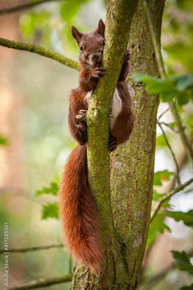 Eichhörnchen (Sciurus vulgaris)