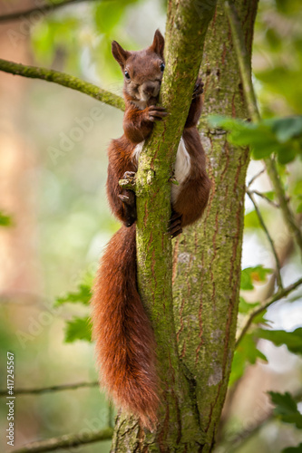 Eichhörnchen (Sciurus vulgaris) © Burghard Schulze