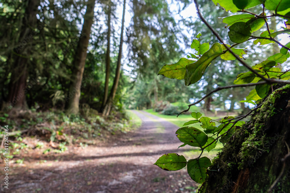 Old back country dirt road at Fort Ebey Whidbey Island Washington - Backgound out of focus Old back country dirt road at Fort Ebey Whidbey Island Washington - Backgound out of focus