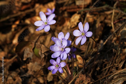 Hepatica nobilis - Common Hepatica, liverwort, kidneywort, pennywort, Anemone hepatica Delightful, blue violet small spring forest flowers.