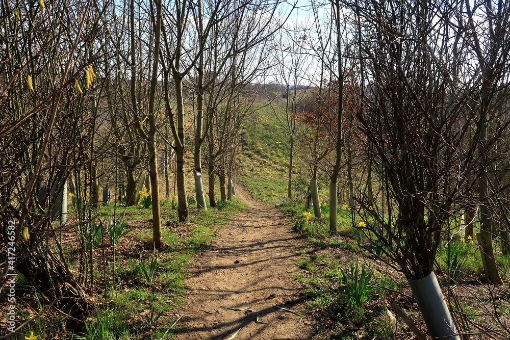 A footpath through a woodland scene with bare trees and Daffodils A footpath through a woodland scene with bare trees and Daffodils
