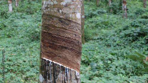 Close up of a barked rubber tree trunk