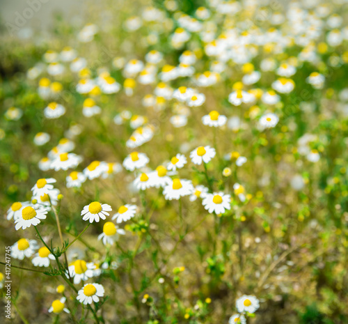 Field of daisies © Federico
