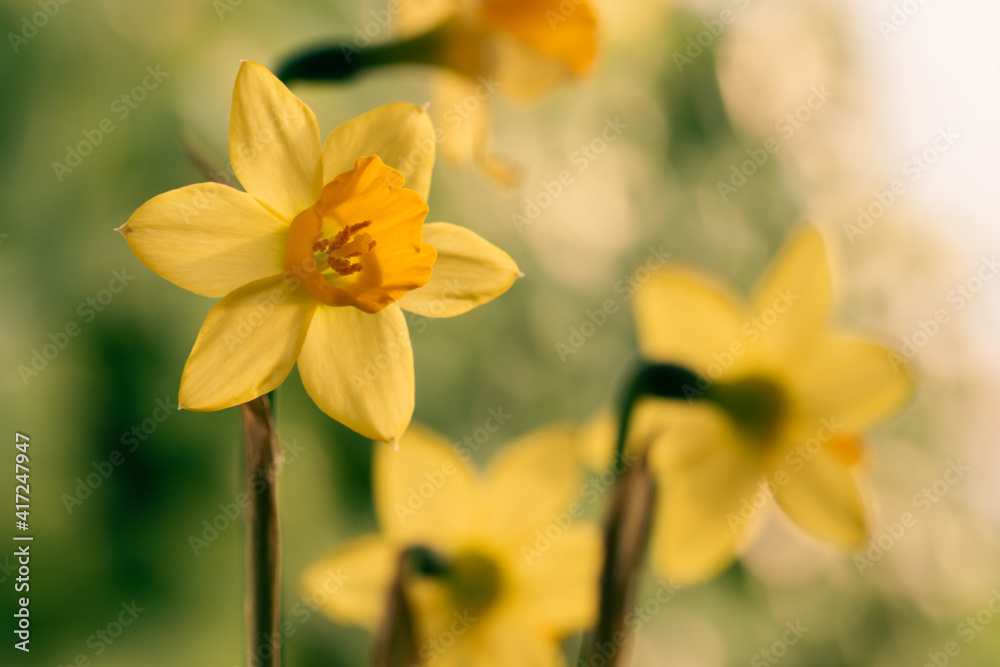Detail of yellow daffodil (duke of rothesay narcissus) flowers Detail of yellow daffodil (duke of rothesay narcissus) flowers