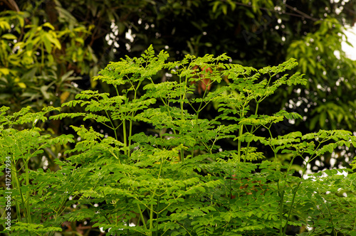 Kelor or Drumstick tree (Moringa oleifera) green leaves selected focus, with common names: horseradish tree, and ben oil tree or benzolive tree.