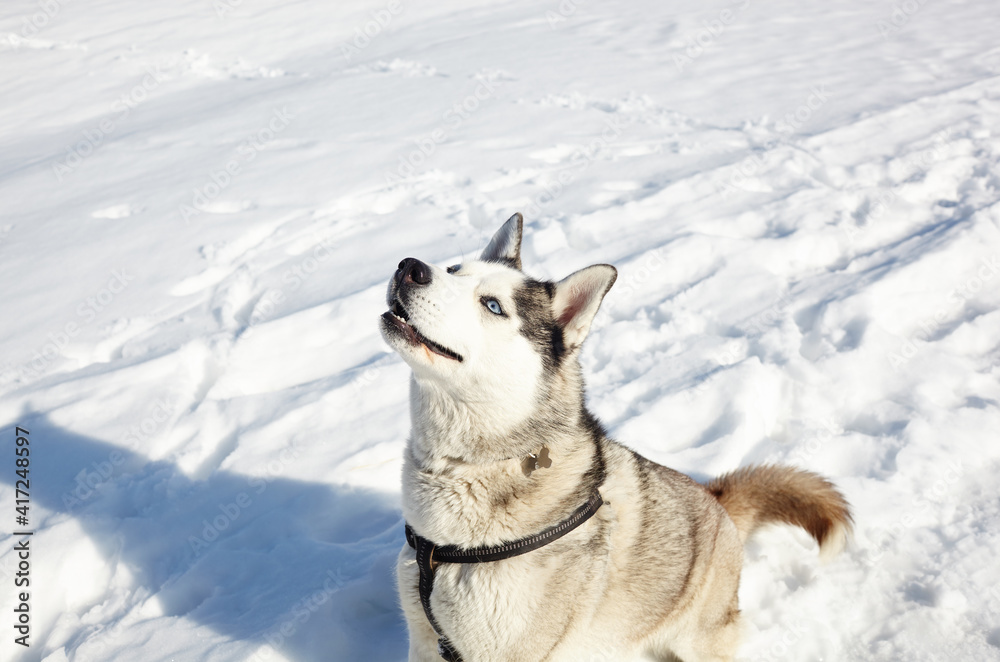 Husky dog sitting in the snow and waiting for play