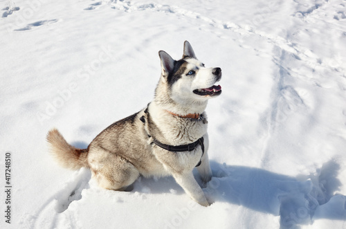 Husky dog sitting in the snow and waiting for play © supersomik