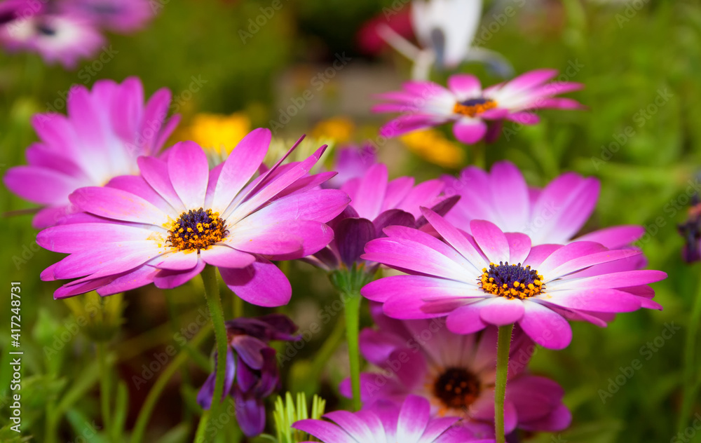 Two beautiful purple daisies on a green background close-up. Two beautiful purple daisies on a green background close-up.
