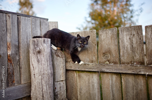 Black cat sitting on the fence. Funny facial expression