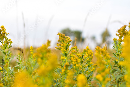 Canadian Goldenrod in Autumn