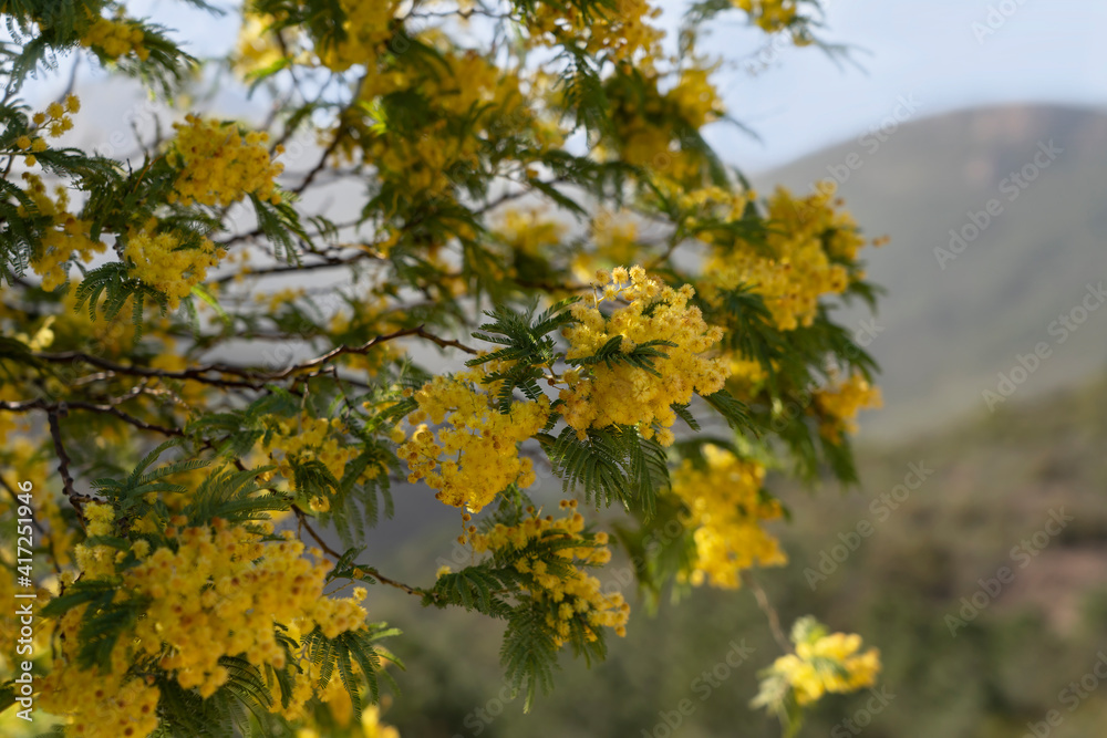Blooming mimosa on the Mediterranean coast of France, Theoule-sur-Mer. Spring in the mountains. Blooming mimosa on the Mediterranean coast of France, Theoule-sur-Mer. Spring in the mountains.