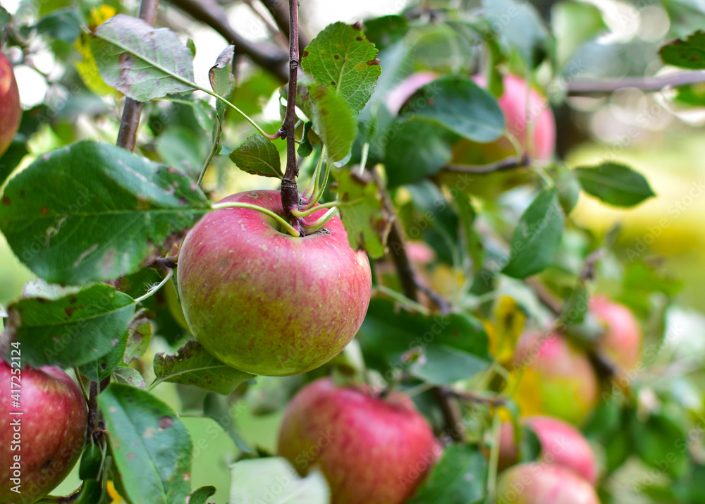 Apple on Tree Apple on Tree