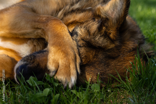 Dog covering her eyes with a paw lying on the grass.