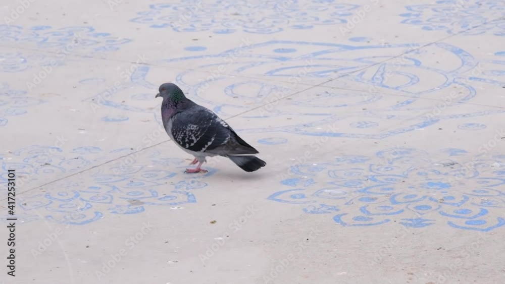 Slow motion video of single dove and pigeon. Gray feathers and colorful feathers on their necks. They are landing on walking on white concrete ground. Slow motion video of single dove and pigeon. Gray feathers and colorful feathers on their necks. They are landing on walking on white concrete ground.