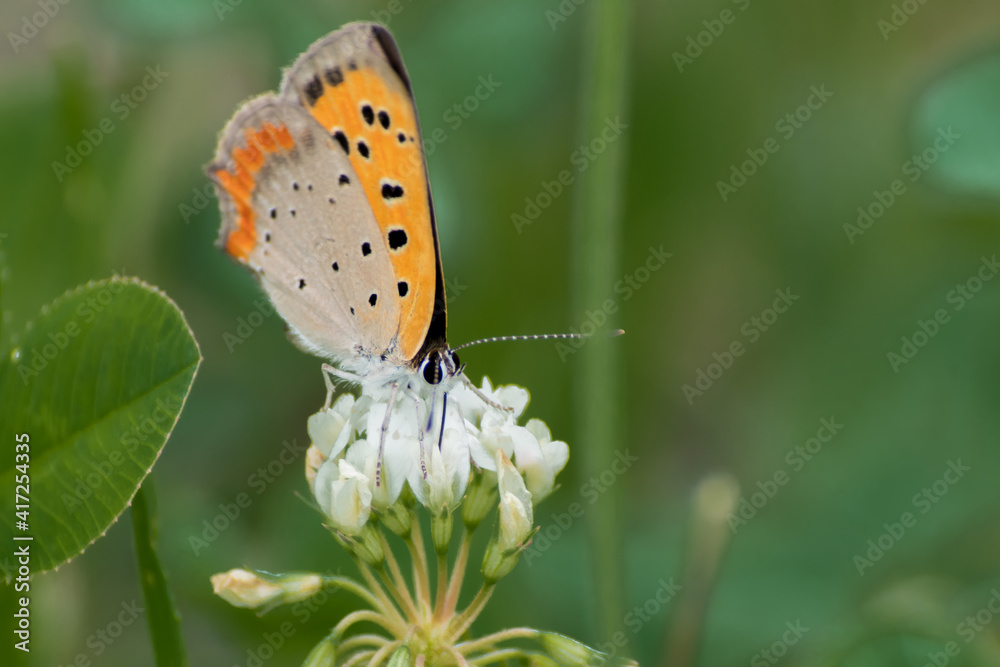 Obraz premium シロツメ草と蝶