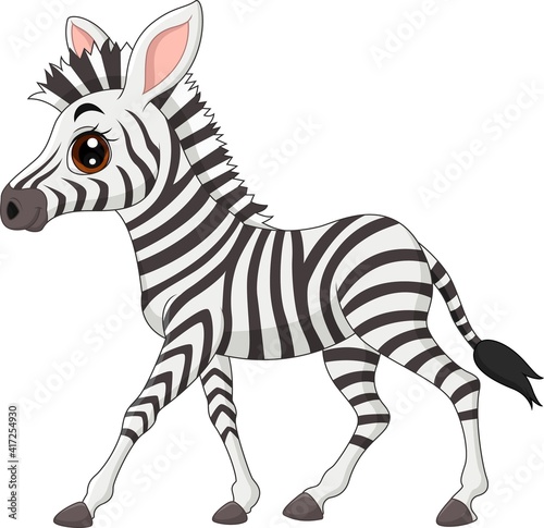 Cute baby zebra isolated on white background