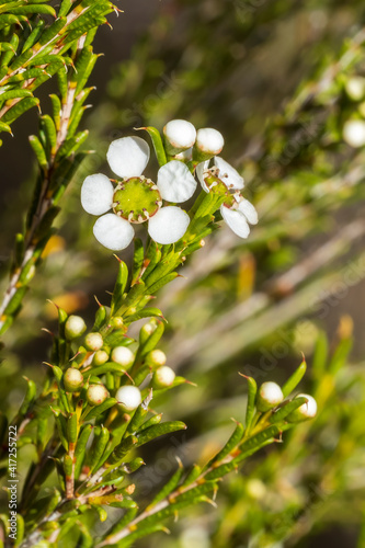 The flower of the erect perennial shrub found in the Australian mallee known as Broom Baeckea (Babingtonia behrii). photo