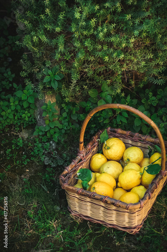 A basket full of lemons