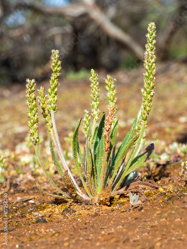 An annual or short-lived perennial plant commonly known as Clay Plantain (Plantago cunninghamii) with alternate names of Sago Weed and Lambs Tongue. photo