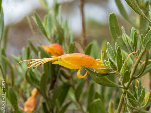 The varied coloured flowers of the arid country shrub known as the Common Emu-bush (Eremophila glabra).