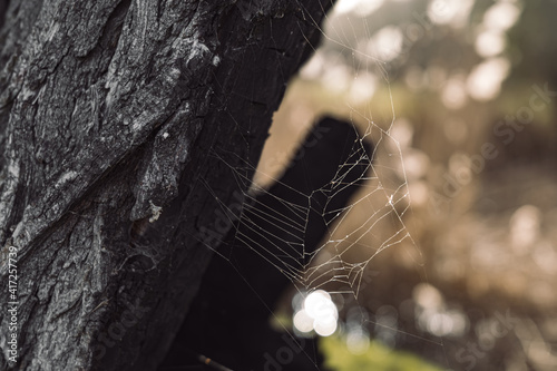 a spider web on a tree