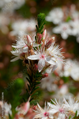 The flowers of the widespead shrub known as the Common Fringe Myrtle (Calytrix tetragona). photo