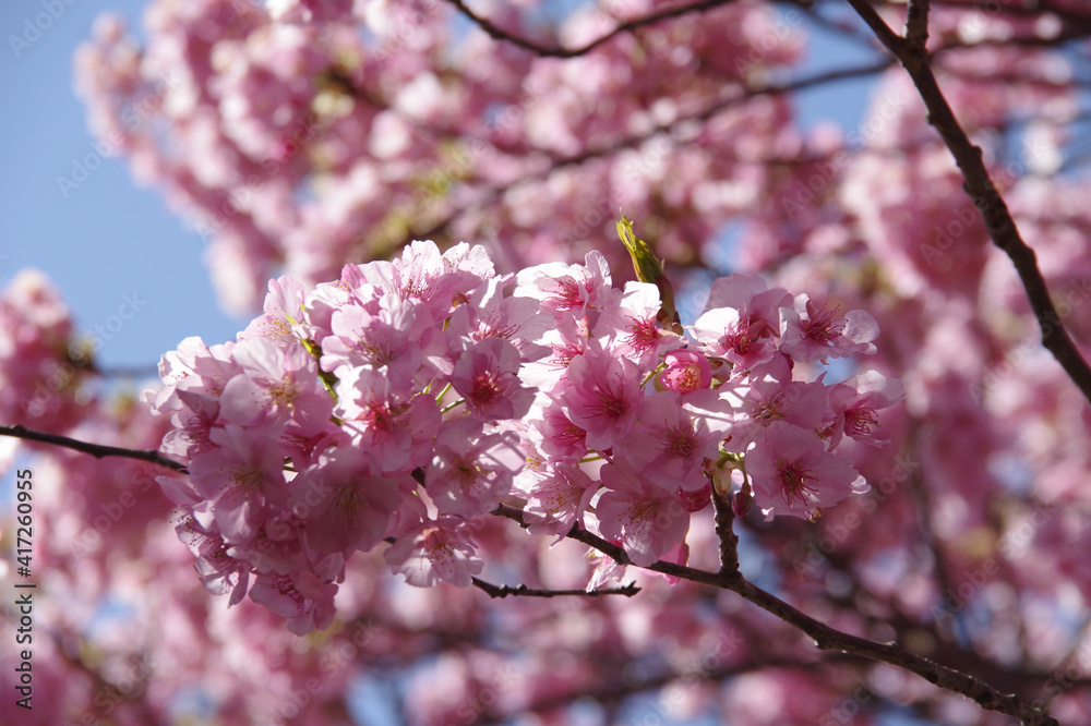 Obraz premium 南伊豆青野川沿いの河津桜