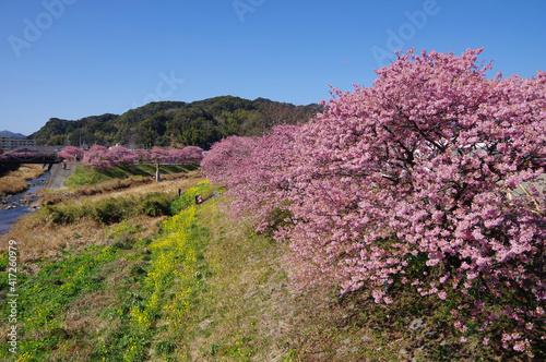 南伊豆青野川沿いの河津桜と菜の花 