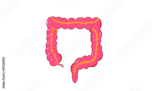 Large intestine