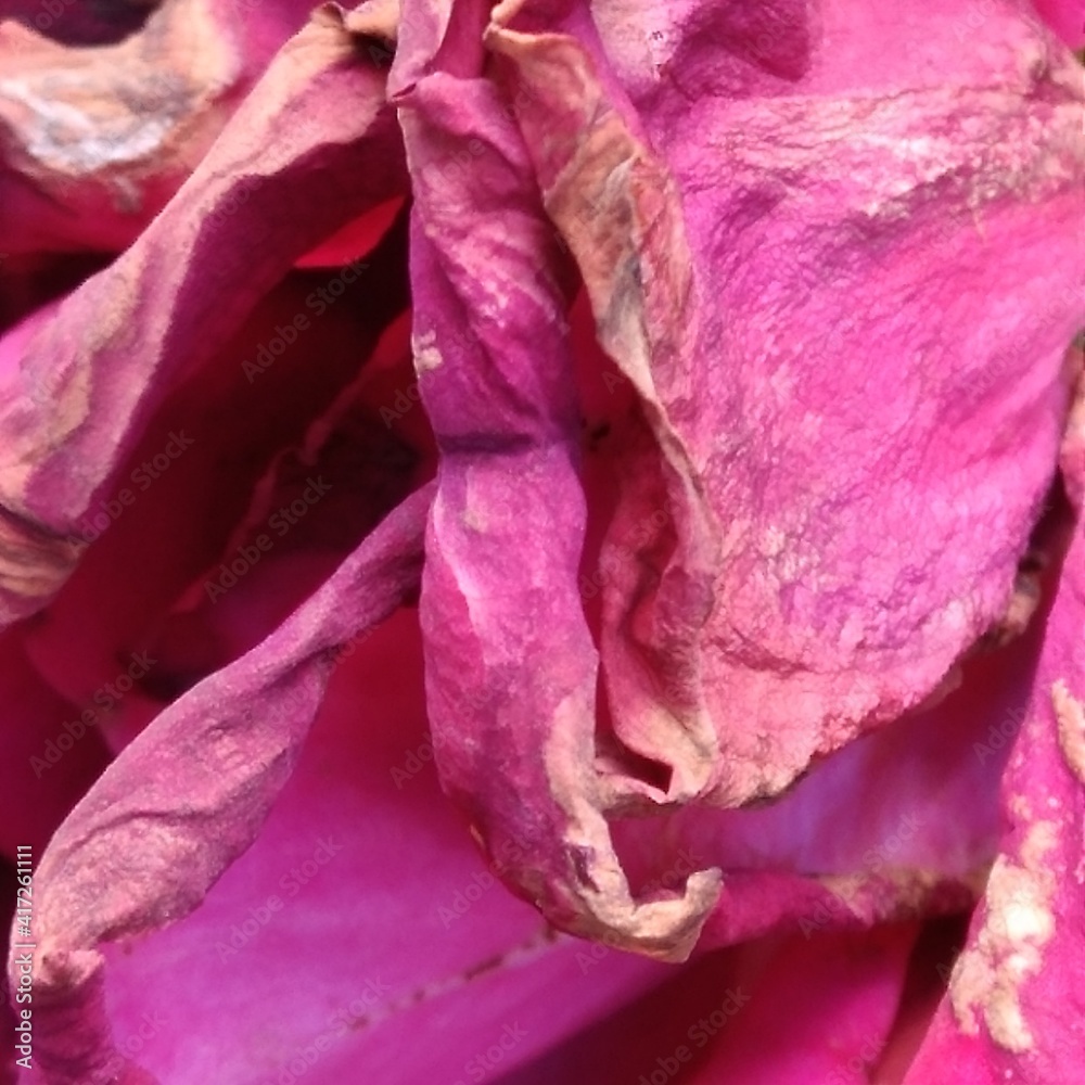Obraz premium Flor murcha