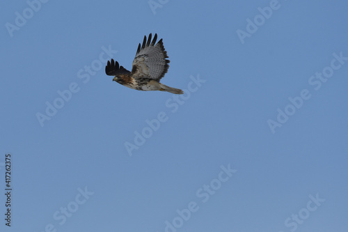 Red-tailed Hawk (juvenile) soaring under a blue sky © Switch Lab