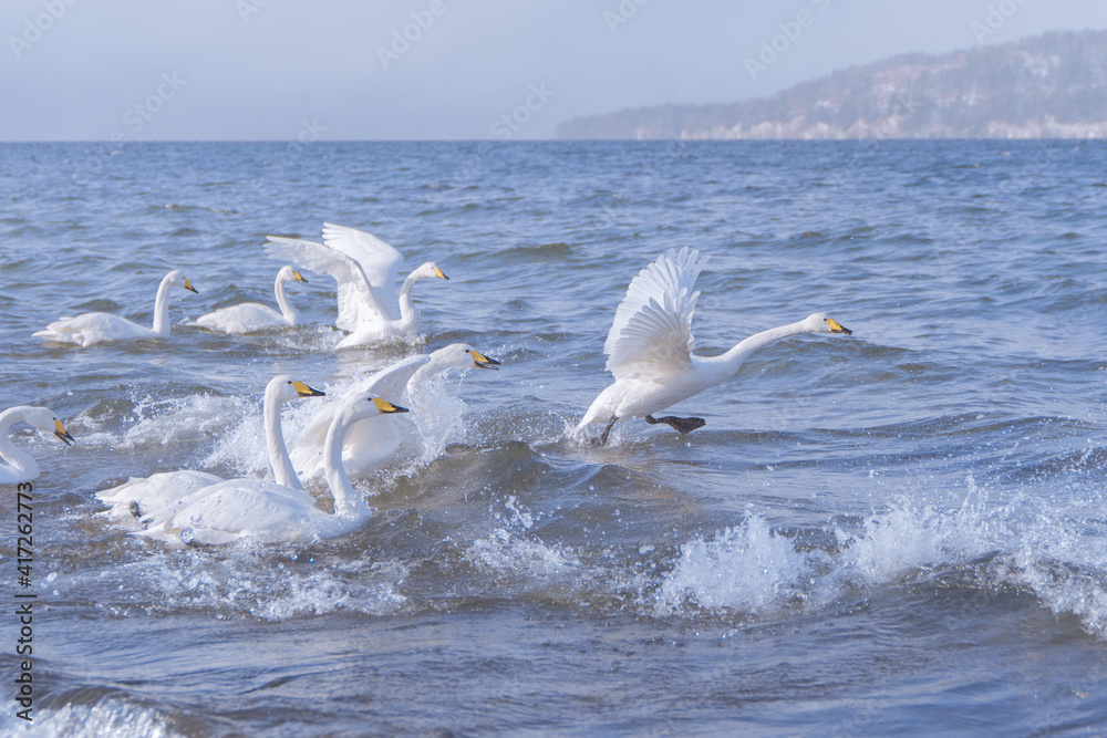 冬の北海道の屈斜路湖、癒される白鳥たちと湖と山の絶景、大自然を満喫