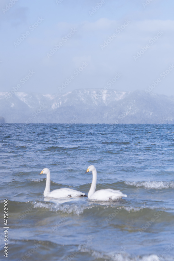 冬の北海道の屈斜路湖、癒される白鳥たちと湖と山の絶景、大自然を満喫