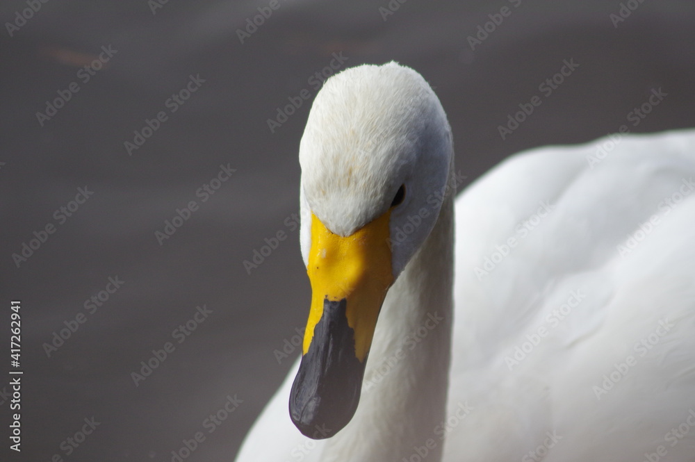 Obraz premium 厳しい寒さを避けて越冬で飛来地へと渡ってきた、美しい白い羽毛のハクチョウ