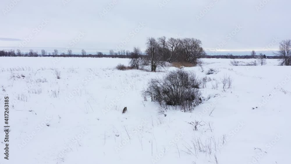 coyote follow cam along winding frozen creek amazing