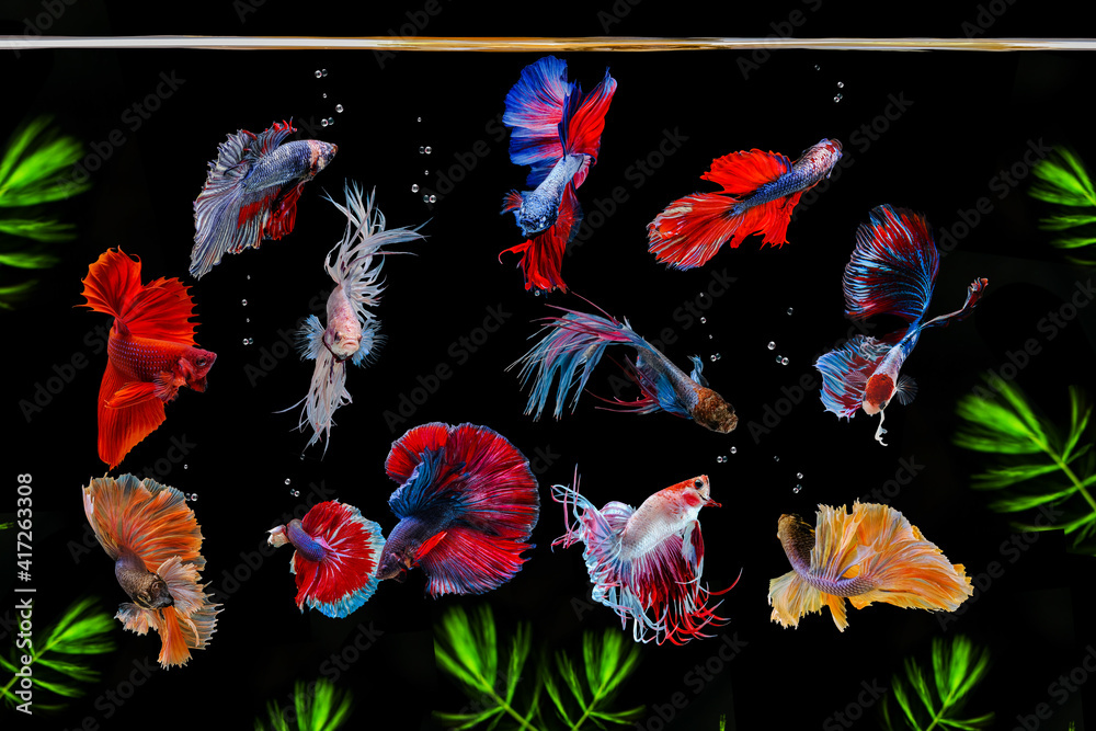 Various colorful betta fish and gestures on black background.