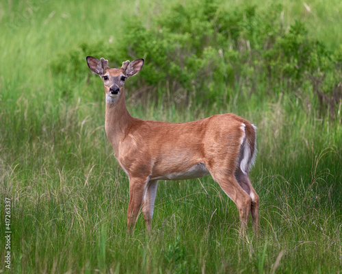 Young buck deer