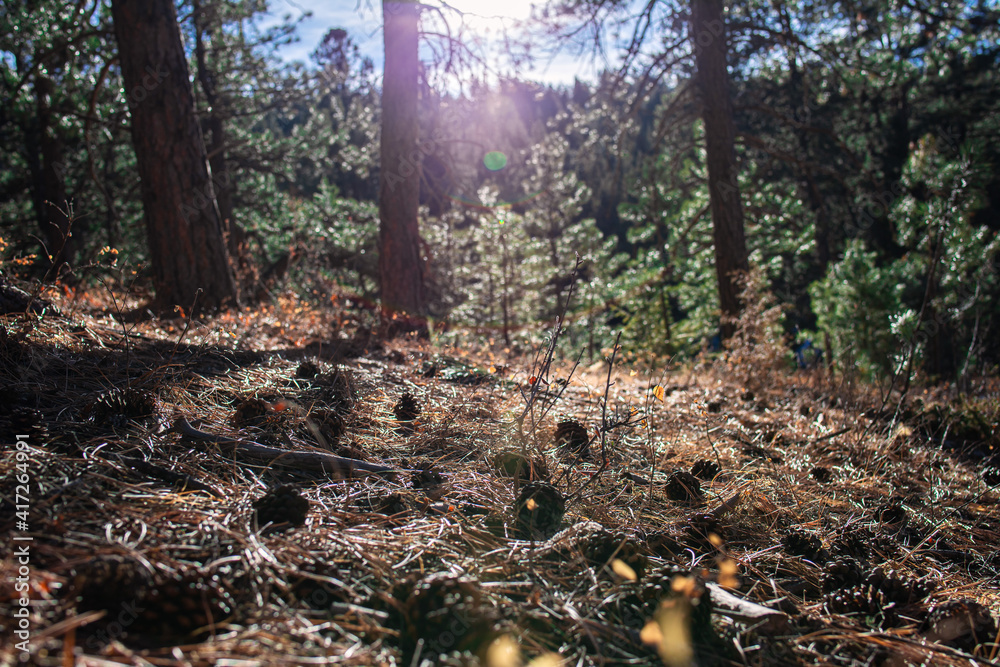 Pinecones Alongside a Hiking Trail