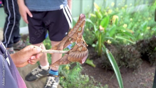 Child holds a large brown Hercules moth on a stick, showing other children, close up photo